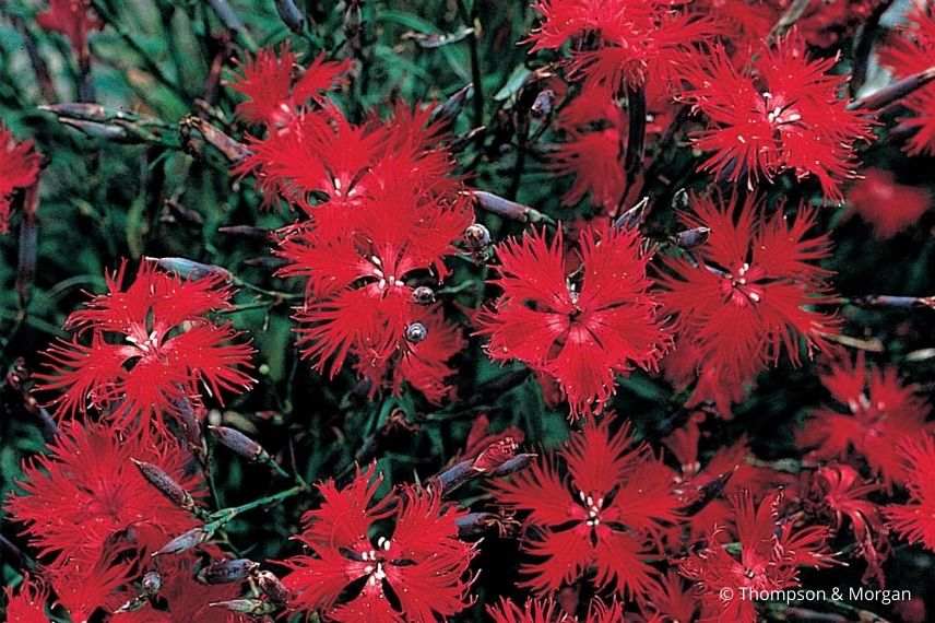 oeillet superbe, oeillets à fleur rouge, fleur à pétales frangés