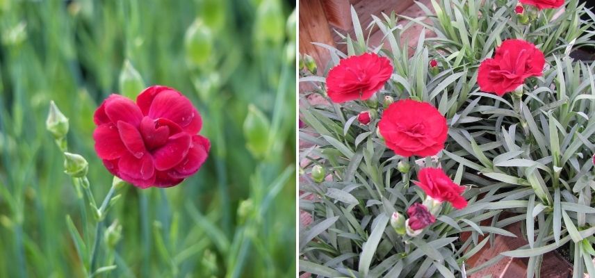 oeillet mignardise, oeillets à fleur rouge, oeillet ancien