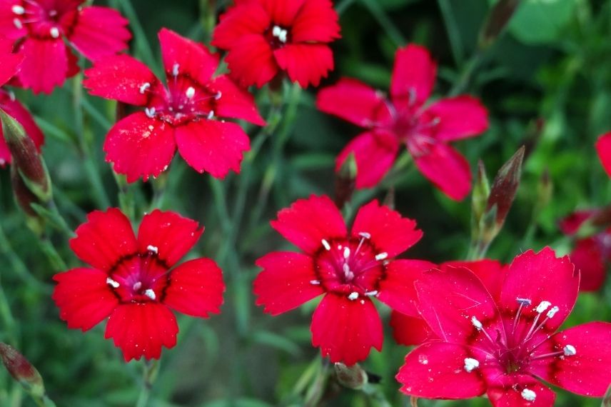 oeillet à delta, oeillet à fleur simple, oeillets rouges