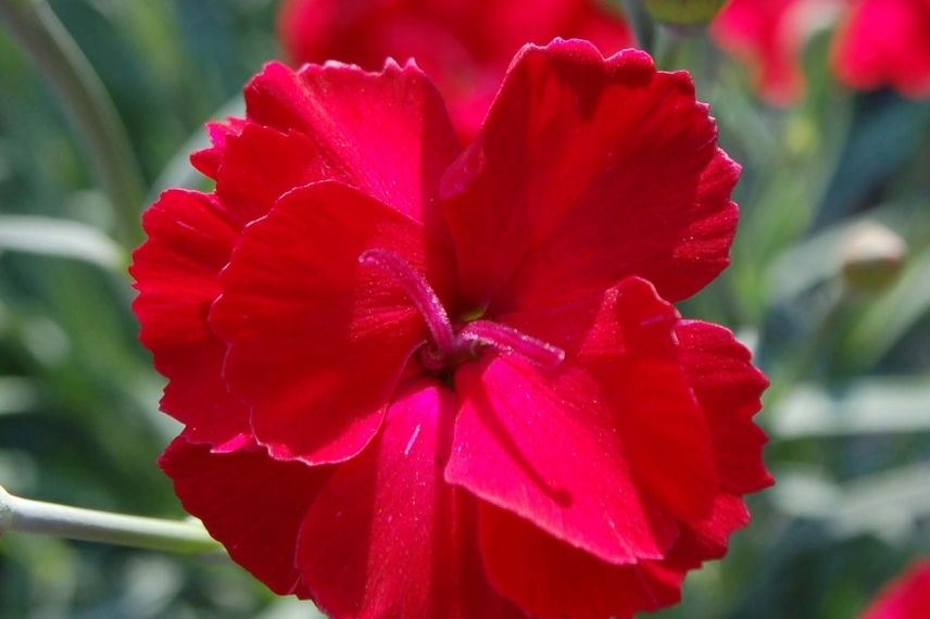 oeillet des alpes, oeillet nain, oeillets à fleur rouge