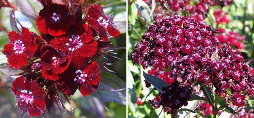 oeillet des poètes, oeillet bisannuel, oeillets à fleur rouge foncé