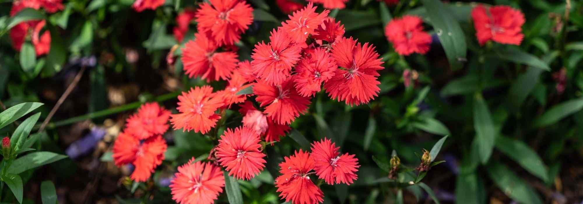 Les 5 plus beaux oeillets rouges