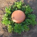 Fabriquer une olla maison pour arroser le jardin