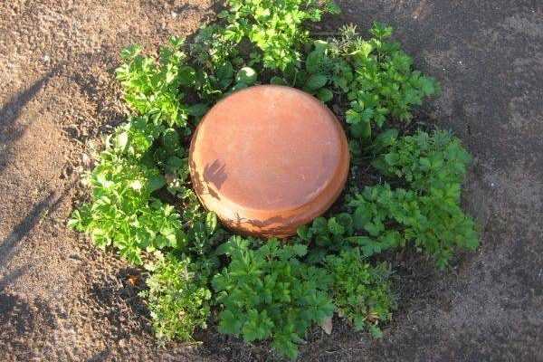 Fabriquer une olla maison pour arroser le jardin