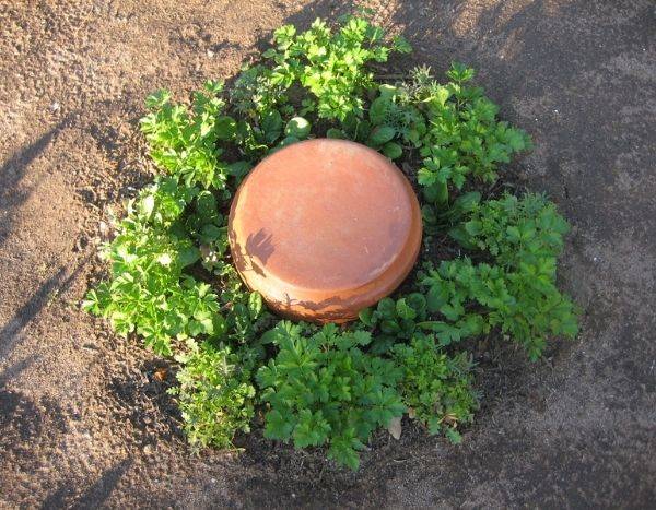 Fabriquer une olla maison pour arroser le jardin