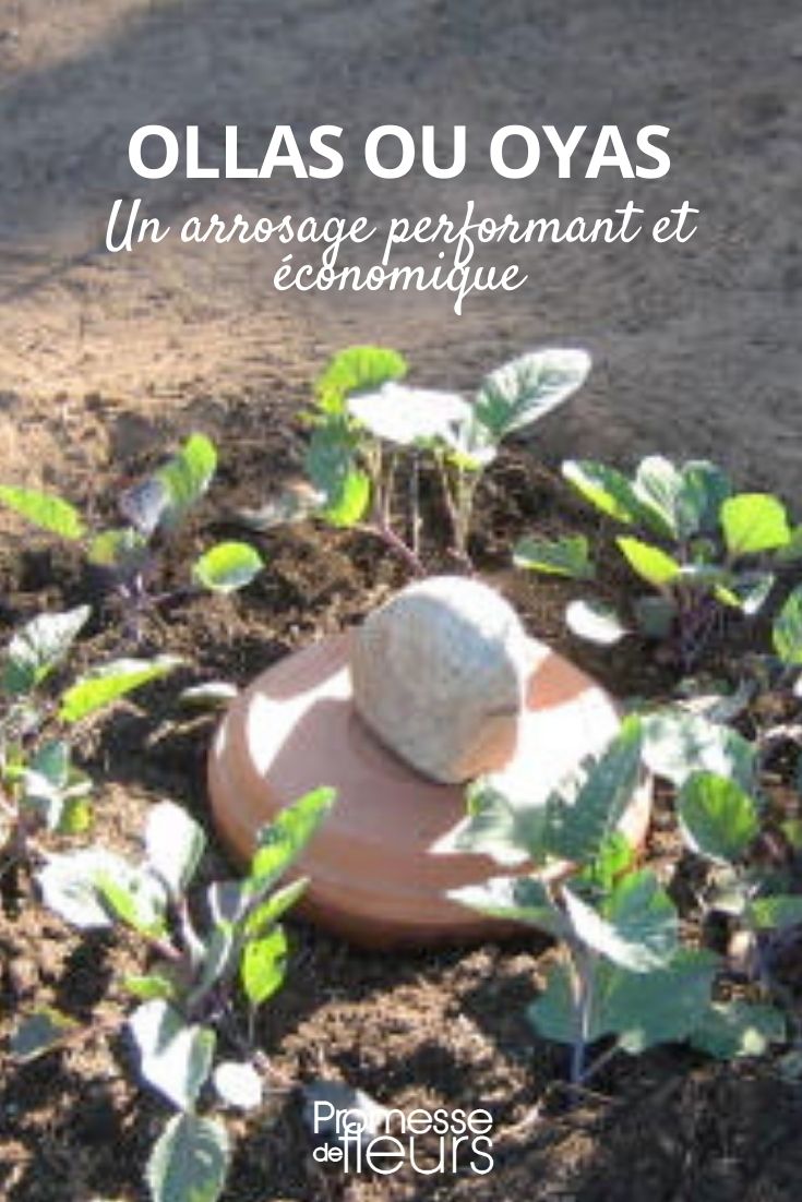 Arrosage par Oyas : Avis et retour d'expérience - Potager sur pied