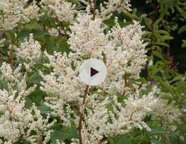 La Persicaria polymorpha