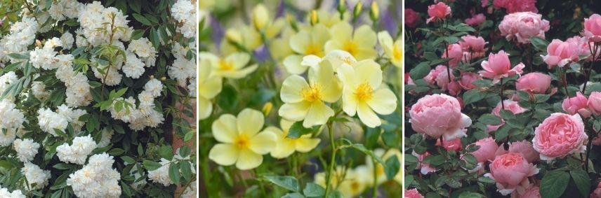 choisir un rosier selon la forme des fleurs, rosier anglais à fleur d'églantine, rosier anglais à fleur simple