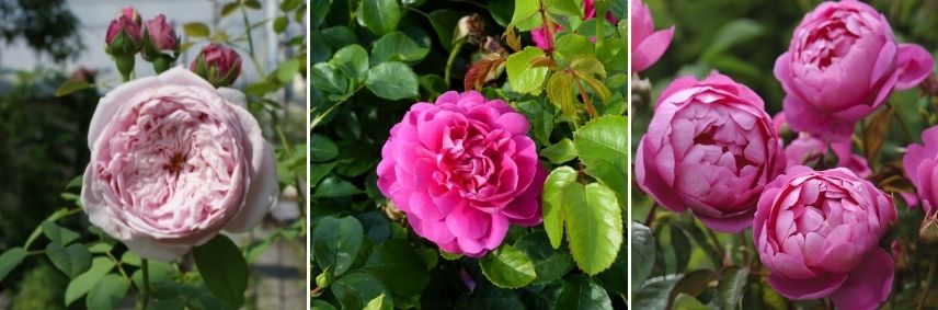 choisir un rosier anglais selon la forme de la fleur, rosier anglais à fleurs doubles, rosier à grosses fleurs