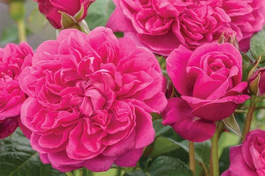 choisir un rosier anglais selon son parfum, rosier anglais à fleurs parfumées