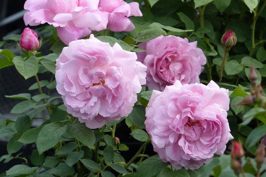 choisir un rosier anglais selon la période de floraison, rosier anglais longue floraison