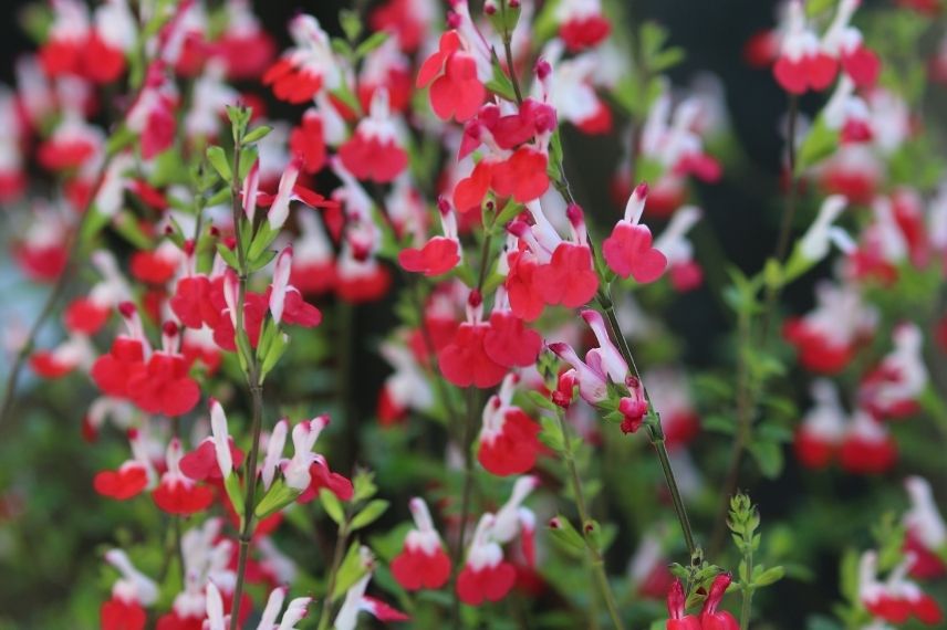 sauge bicolore rouge et blanc, sauge rouge pour pot