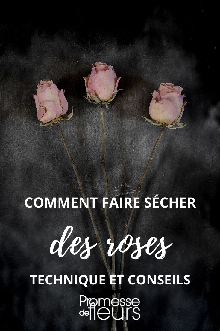 faire sécher des roses