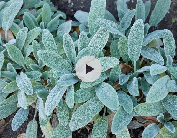Stachys byzantina : un couvre-sol d'exception