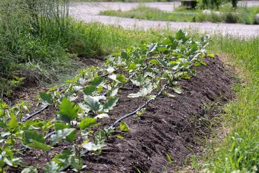 Distinguer entre un tuyau suintant et un tuyau perforé - Jardinier