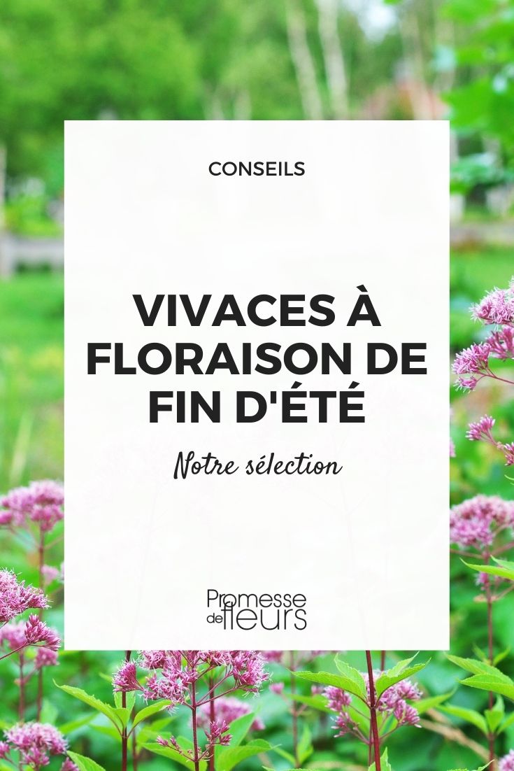 vivaces à floraison de fin d'été