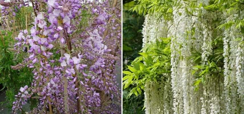 Glycine très rustique