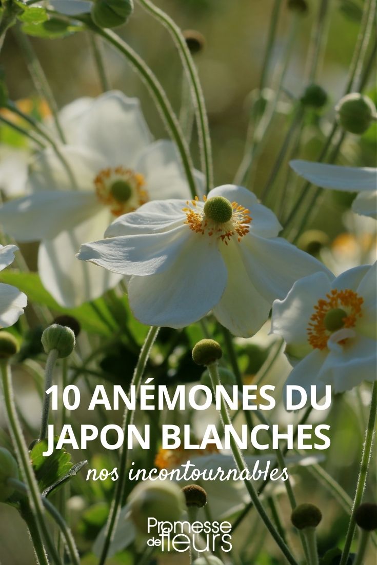 Anémone japonaise à fleurs blanches : 10 variétés à découvrir - Promesse de  Fleurs