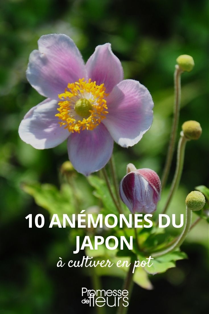 anemone japonaise pour pot