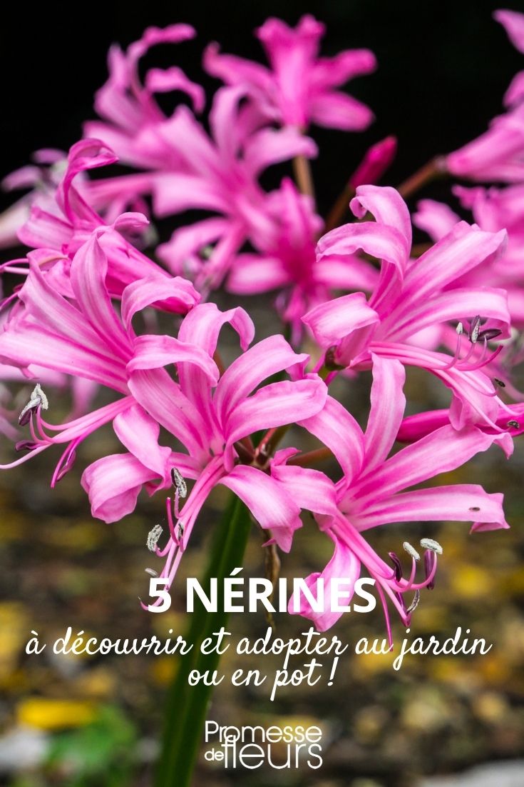 Sélection de nérines