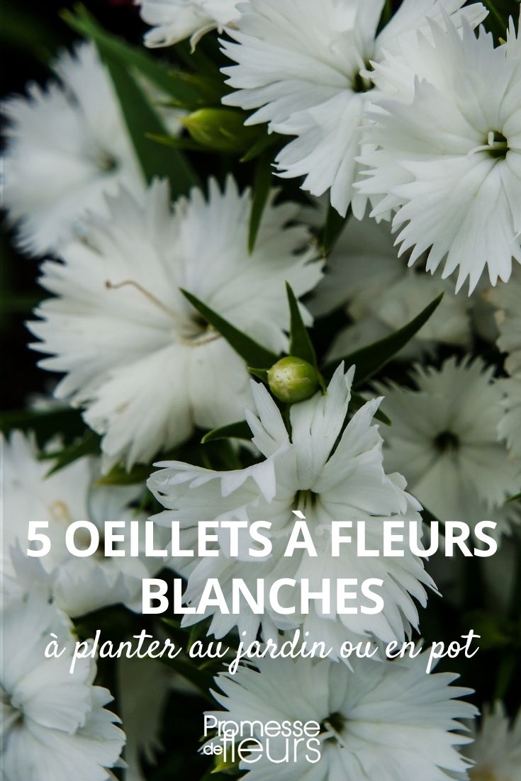 oeillets blancs