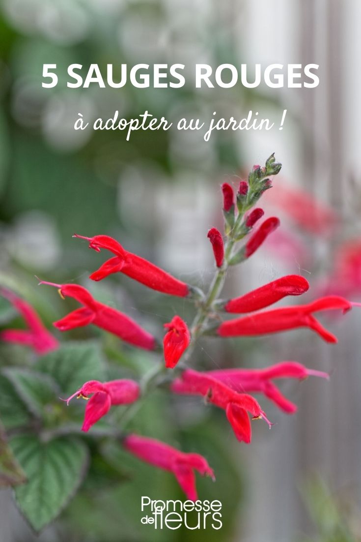 sélection de sauges à fleurs rouges