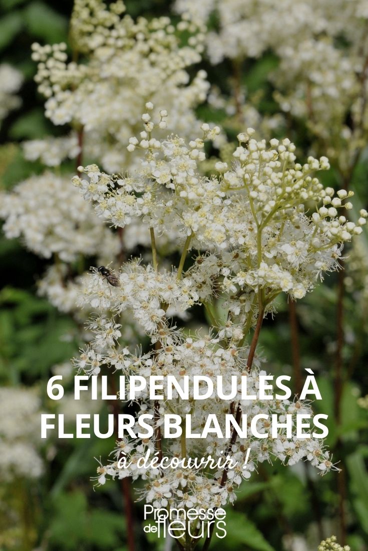 filipendules fleurs blanches