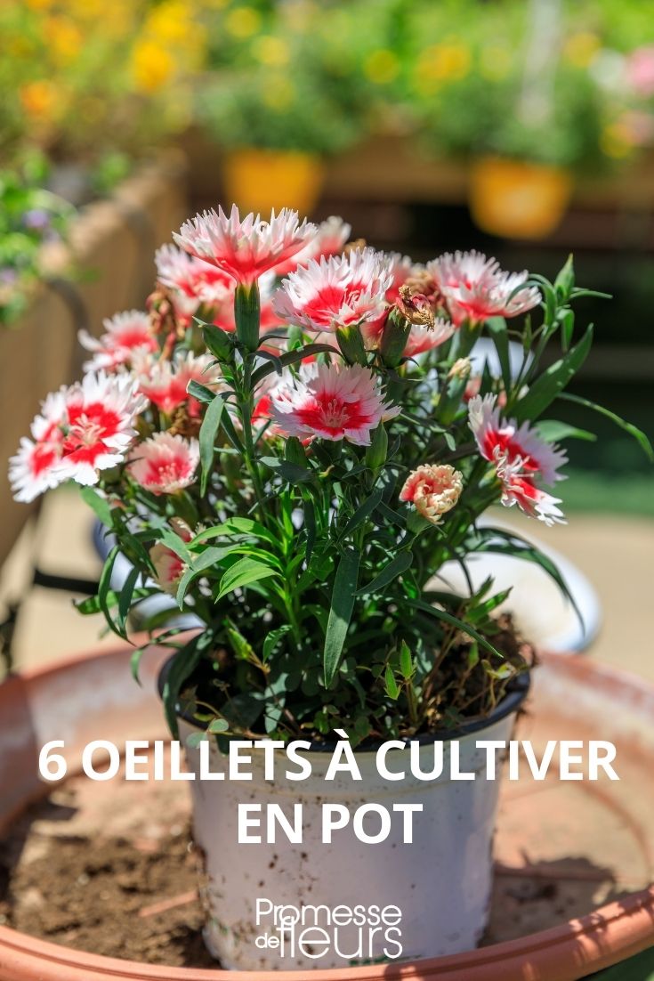 6 oeillets à cultiver en pot