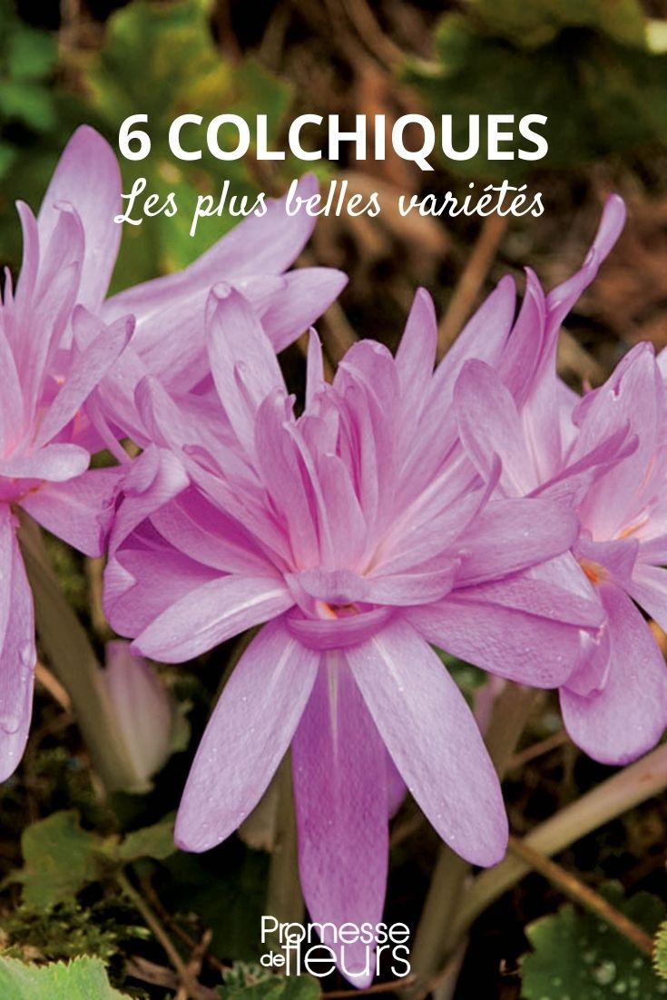 Colchique : les plus belles variétés - Promesse de Fleurs