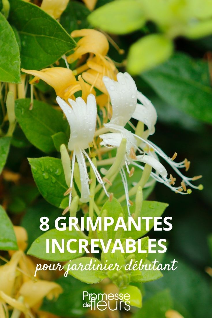 sélection de plantes grimpantes increvables