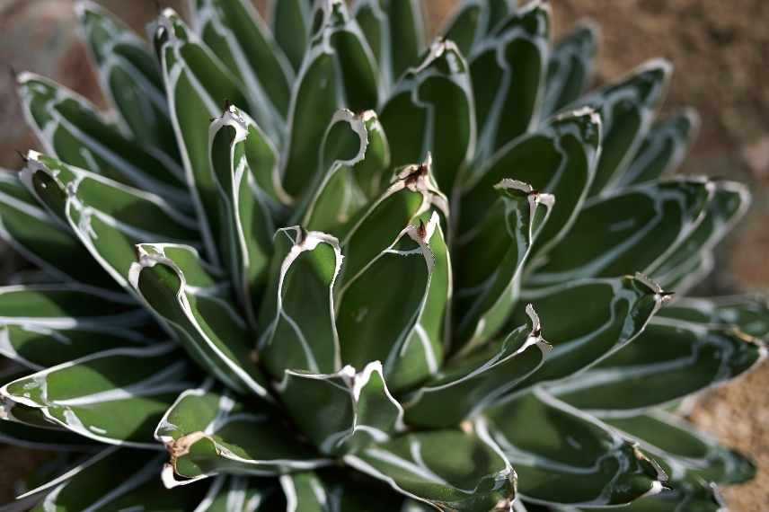 Agave les plus belles, Agave meilleure, Agave indispensable, Agave sublime, Agave d'exception