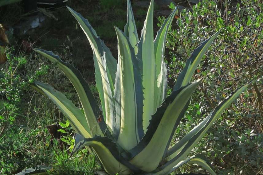 Agave les plus belles, Agave meilleure, Agave indispensable, Agave sublime, Agave d'exception, Agave panachée