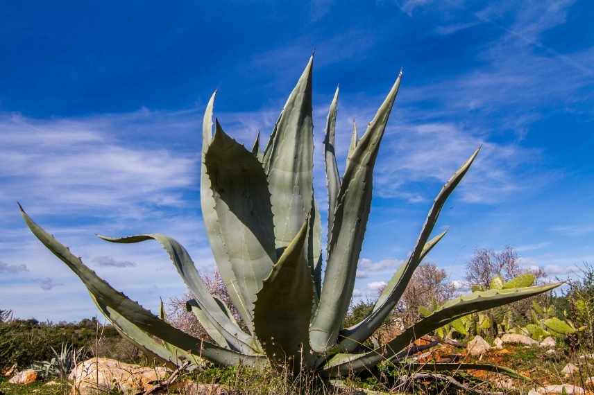 Agave les plus belles, Agave meilleure, Agave indispensable, Agave sublime, Agave d'exception