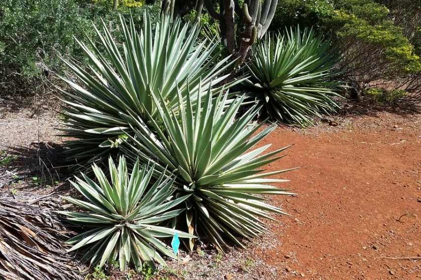 Agave les plus belles, Agave meilleure, Agave indispensable, Agave sublime, Agave d'exception