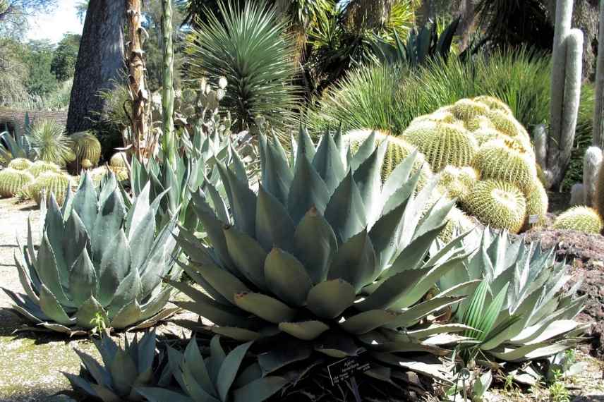 Agave les plus belles, Agave meilleure, Agave indispensable, Agave sublime, Agave d'exception