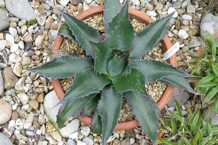 Agave les plus belles, Agave meilleure, Agave indispensable, Agave sublime, Agave d'exception