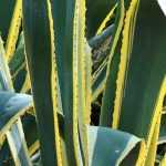 7 Agaves : les plus belles variétés