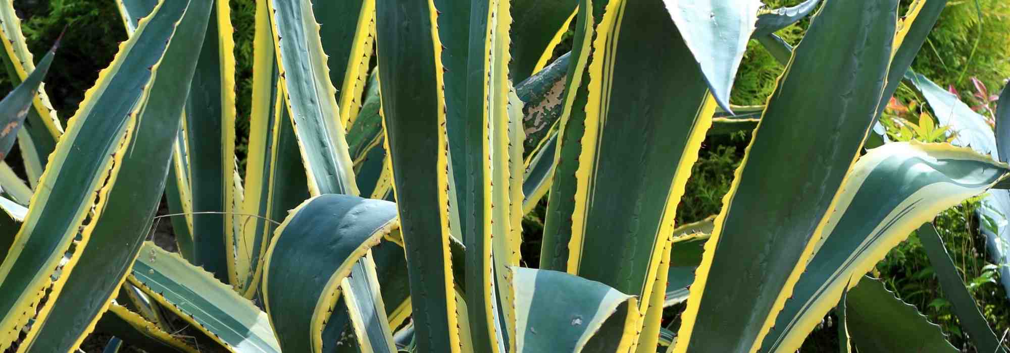 7 Agaves : les plus belles variétés