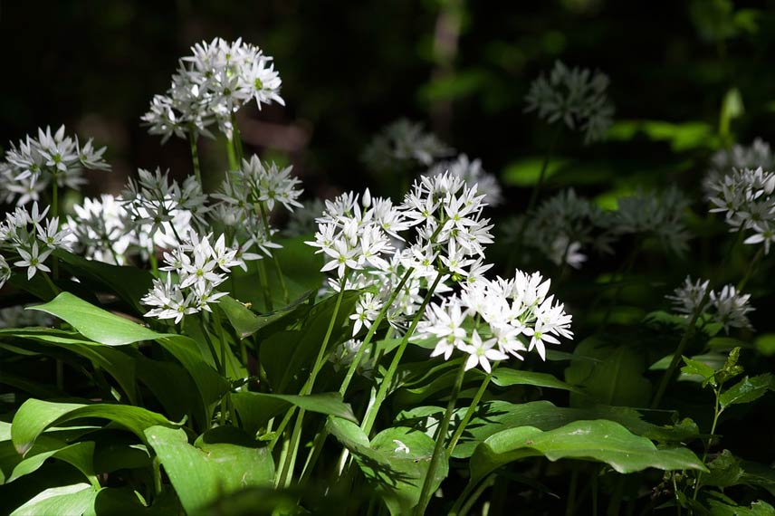 L’ail des ours (Allium ursinum)