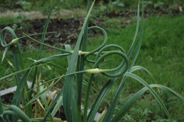 Ail les meilleures variétés Promesse de Fleurs
