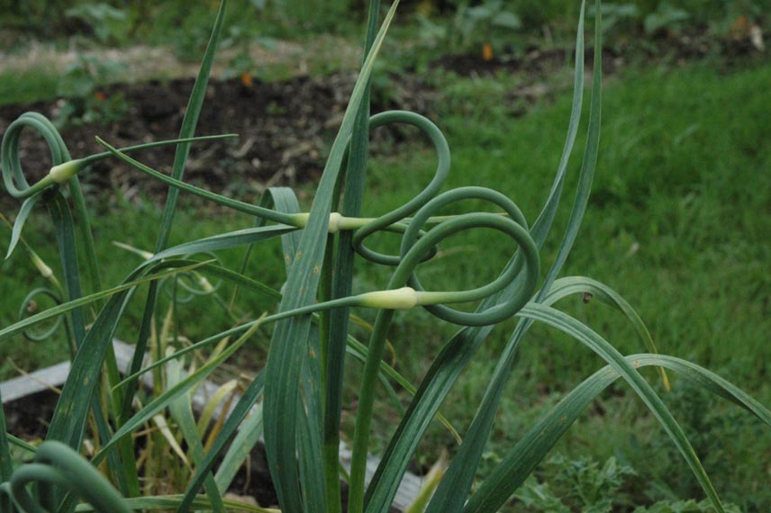 L’ail rocambole (Allium scorodoprasum)