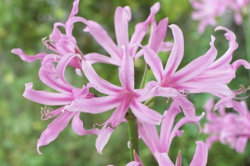 Nerine, Lis de Jersey, Lis de Guernesey, Lys de Jersy, Lys de Guernesey, Nerine varietes, Nerines choisir