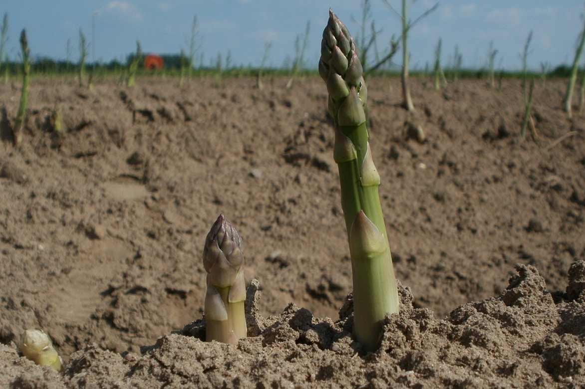 Asparagus officinalis sortant de terre