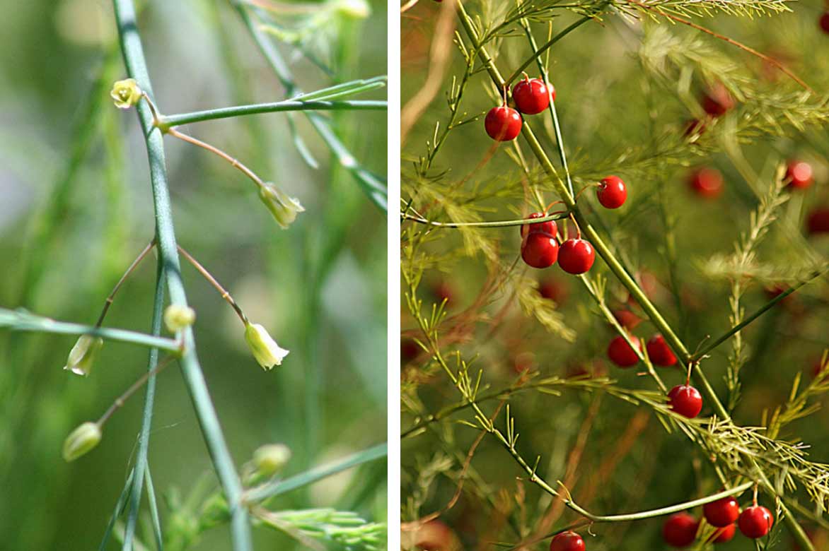 Asparagus officinalis, fleurs et fruits © M. Martin Vicente – Flickr