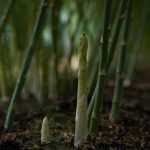 L’asperge : plantation, culture, récolte