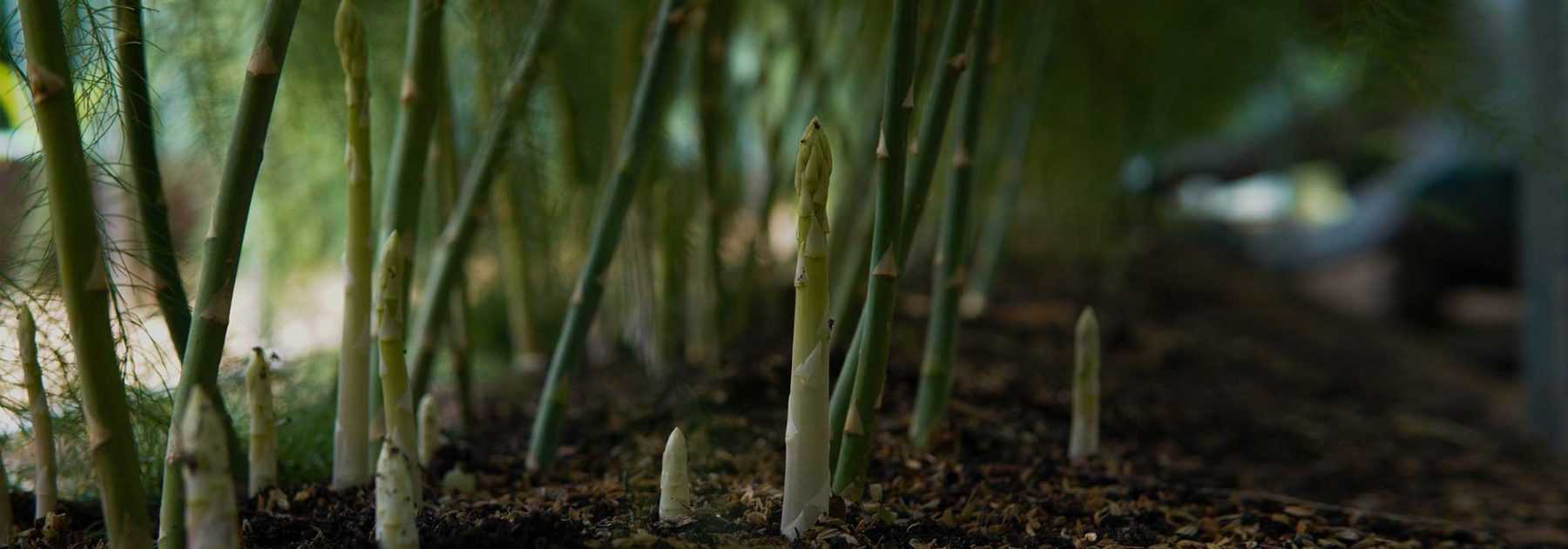 L’asperge : plantation, culture, récolte