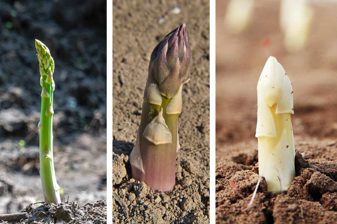 Asperges verte, violette, blanche