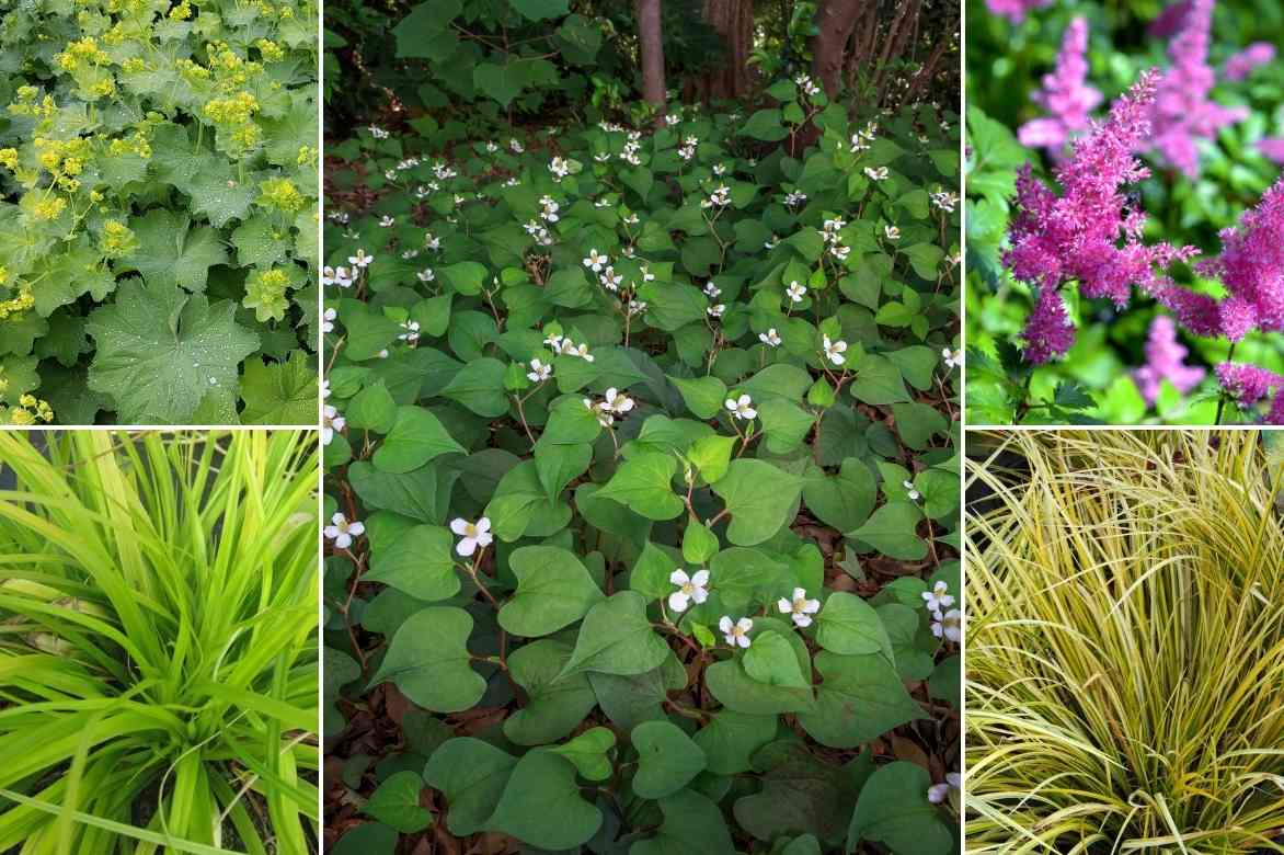 Houttuynia cordata, poivrier de Chine, couvre sol, couvre-sol