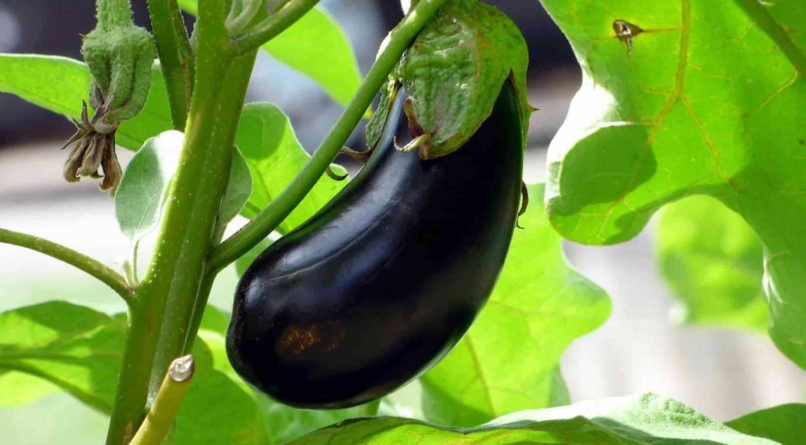 Aubergine : maladies et ravageurs