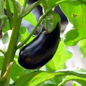 Aubergine : maladies et ravageurs